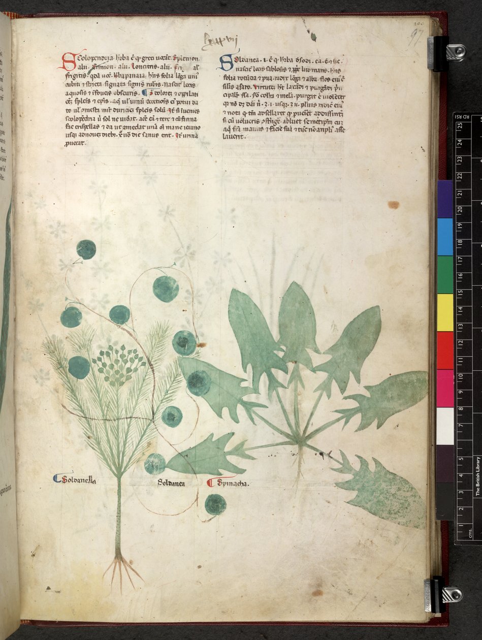 Egerton 747 Tractatus de herbis (bylinný) c.1280-1310 (inkoust a barva na pergamenu) od School Italian