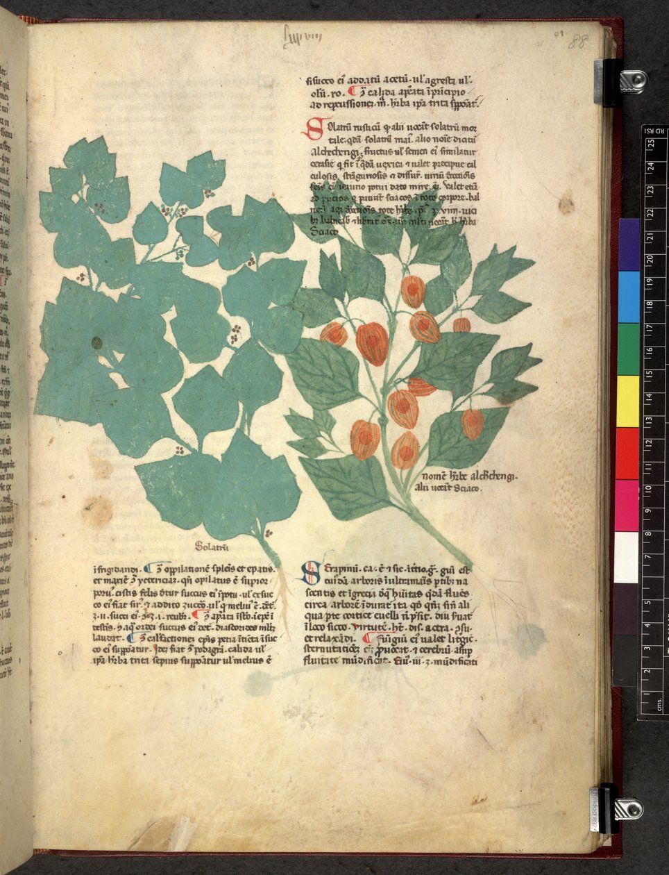 Egerton 747 Tractatus de herbis (bylinný) c.1280-1310 (inkoust a barva na pergamenu) od School Italian
