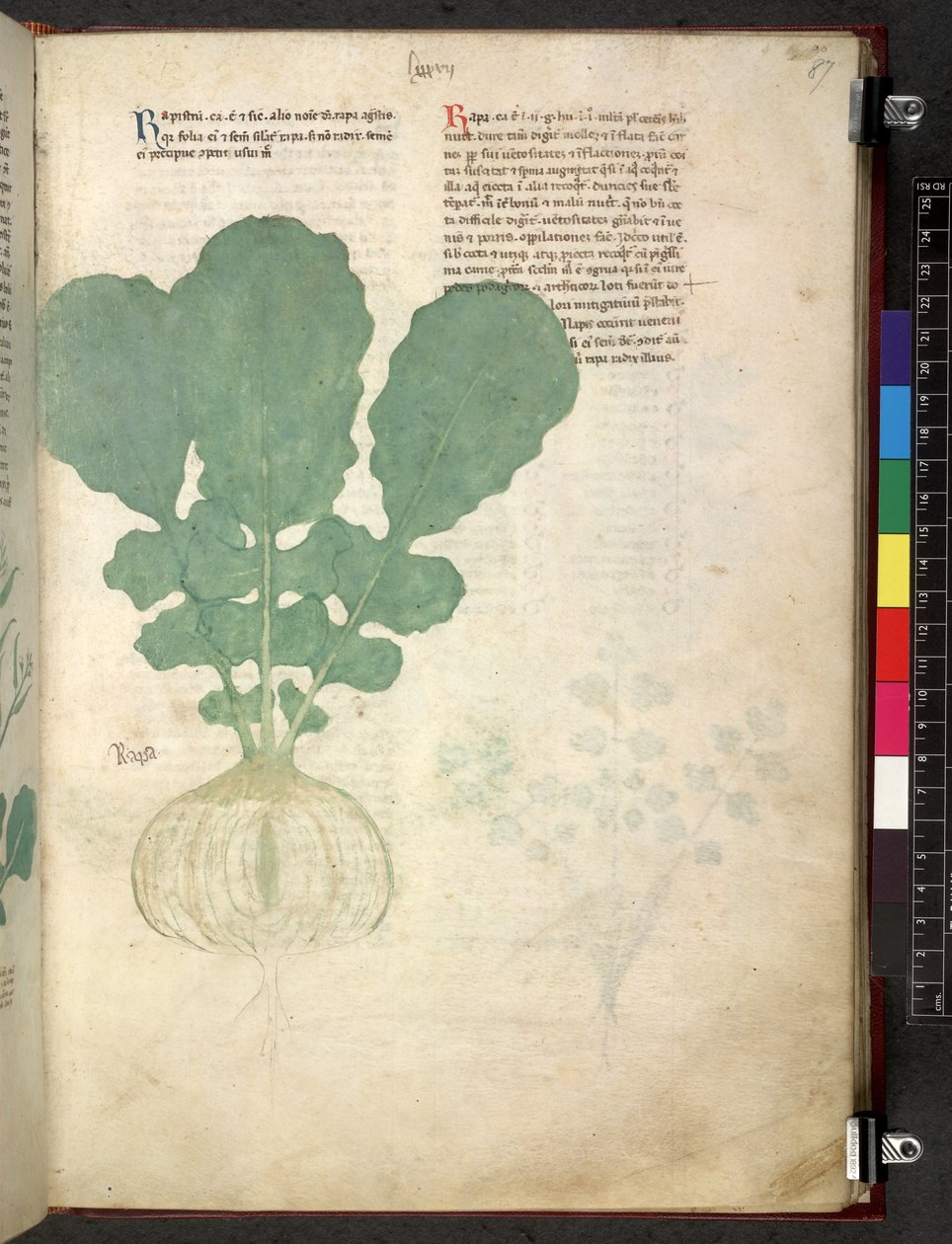 Egerton 747 Tractatus de herbis (bylinný) c.1280-1310 (inkoust a barva na pergamenu) od School Italian