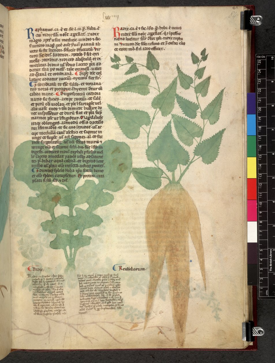 Egerton 747 Tractatus de herbis (bylinný) c.1280-1310 (inkoust a barva na pergamenu) od School Italian