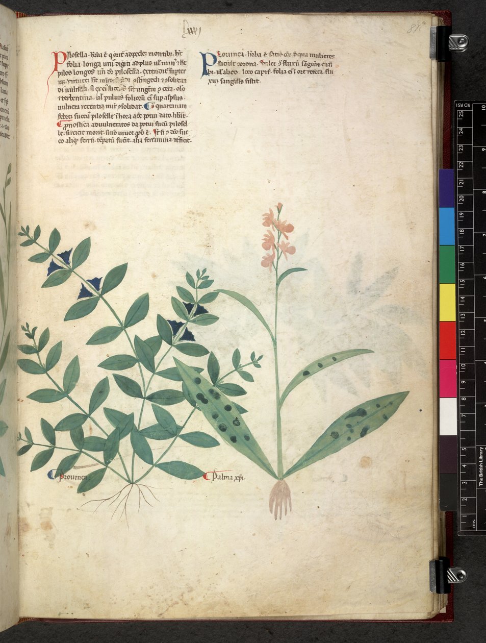 Egerton 747 Tractatus de herbis (bylinný) c.1280-1310 (inkoust a barva na pergamenu) od School Italian