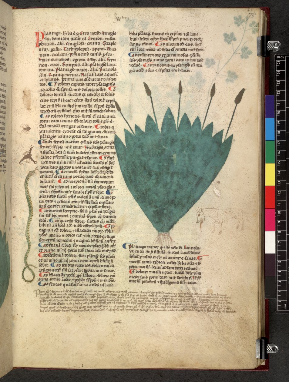 Egerton 747 Tractatus de herbis (bylinný) c.1280-1310 (inkoust a barva na pergamenu) od School Italian
