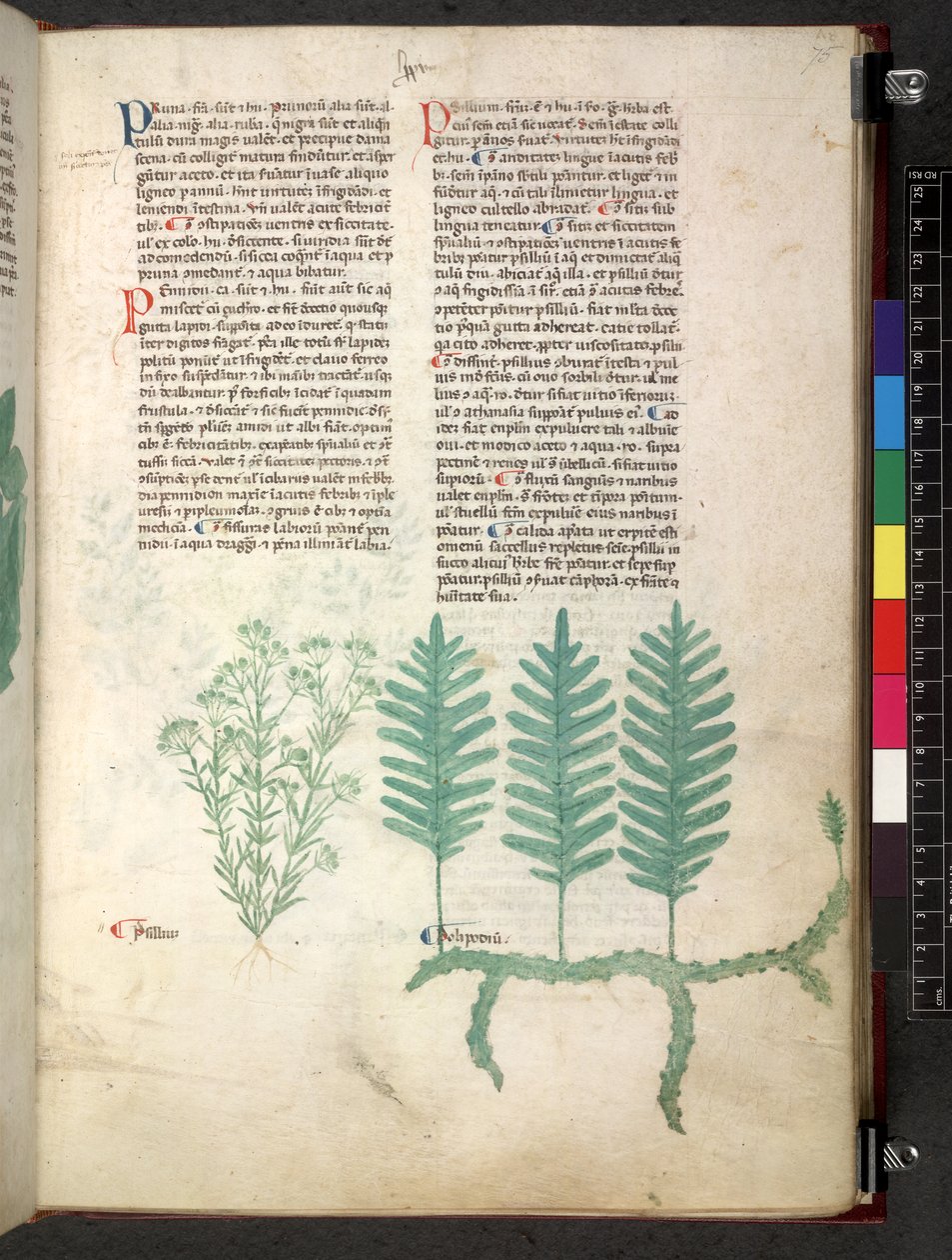 Egerton 747 Tractatus de herbis (bylinný) c.1280-1310 (inkoust a barva na pergamenu) od School Italian