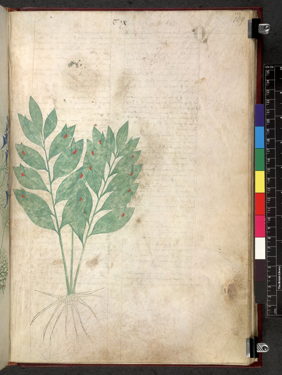 Egerton 747 Tractatus de herbis (bylinný) c.1280-1310 (inkoust a barva na pergamenu) od School Italian