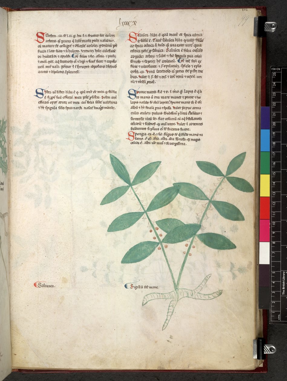 Egerton 747 Tractatus de herbis (bylinný) c.1280-1310 (inkoust a barva na pergamenu) od School Italian