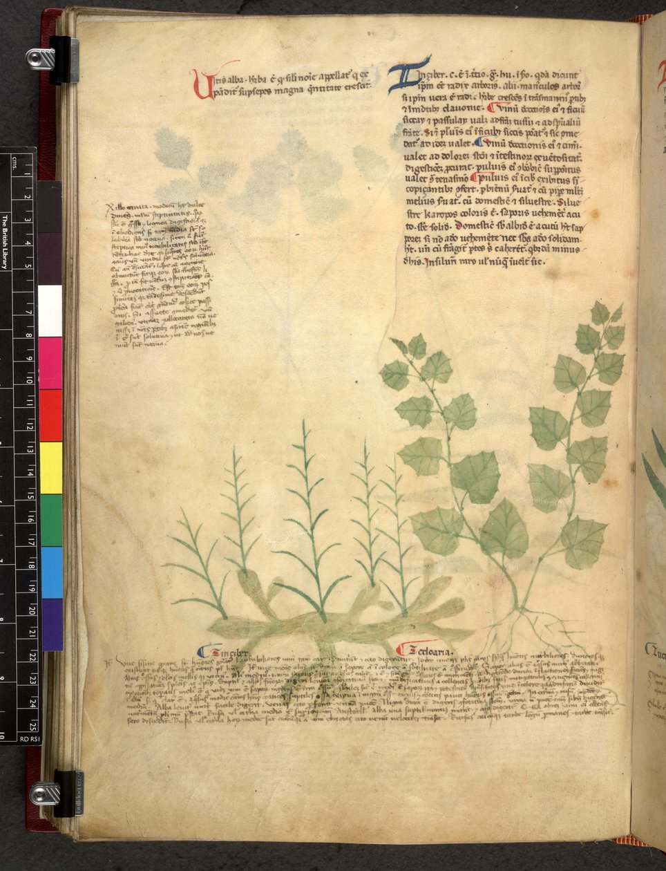 Egerton 747 Tractatus de herbis (bylinný) c.1280-1310 (inkoust a barva na pergamenu) od School Italian