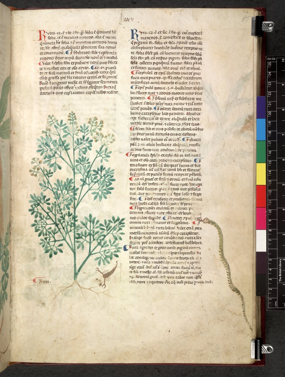 Egerton 747 Tractatus de herbis (bylinný) c.1280-1310 (inkoust a barva na pergamenu) od School Italian