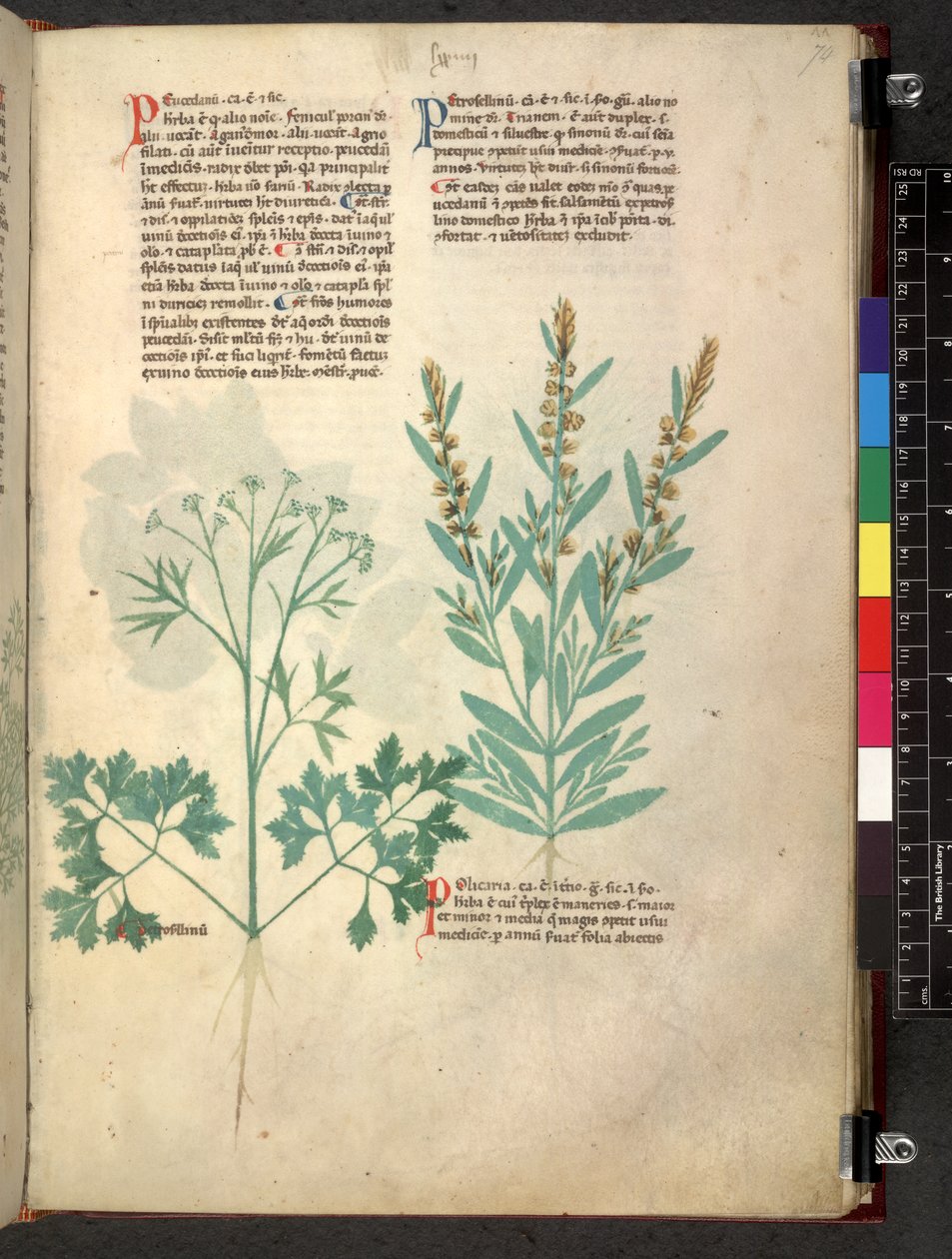 Egerton 747 Tractatus de herbis (bylinný) c.1280-1310 (inkoust a barva na pergamenu) od School Italian