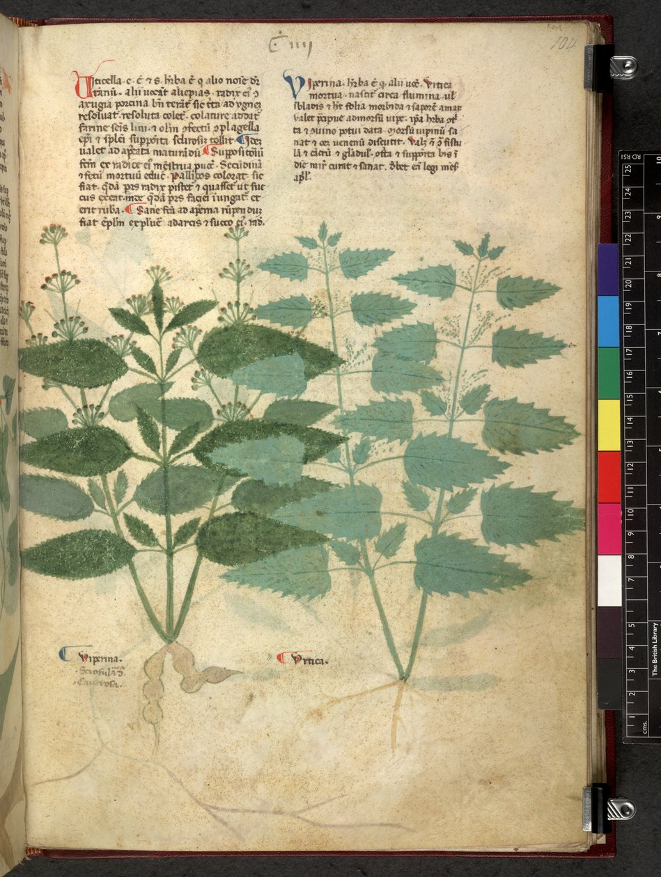 Egerton 747 Tractatus de herbis (bylinný) c.1280-1310 (inkoust a barva na pergamenu) od School Italian