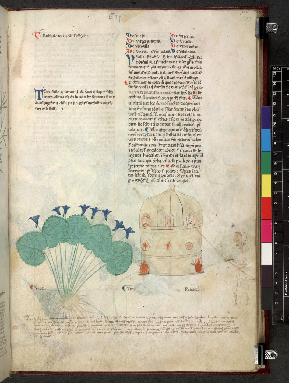 Egerton 747 Tractatus de herbis (bylinný) c.1280-1310 (inkoust a barva na pergamenu) od School Italian