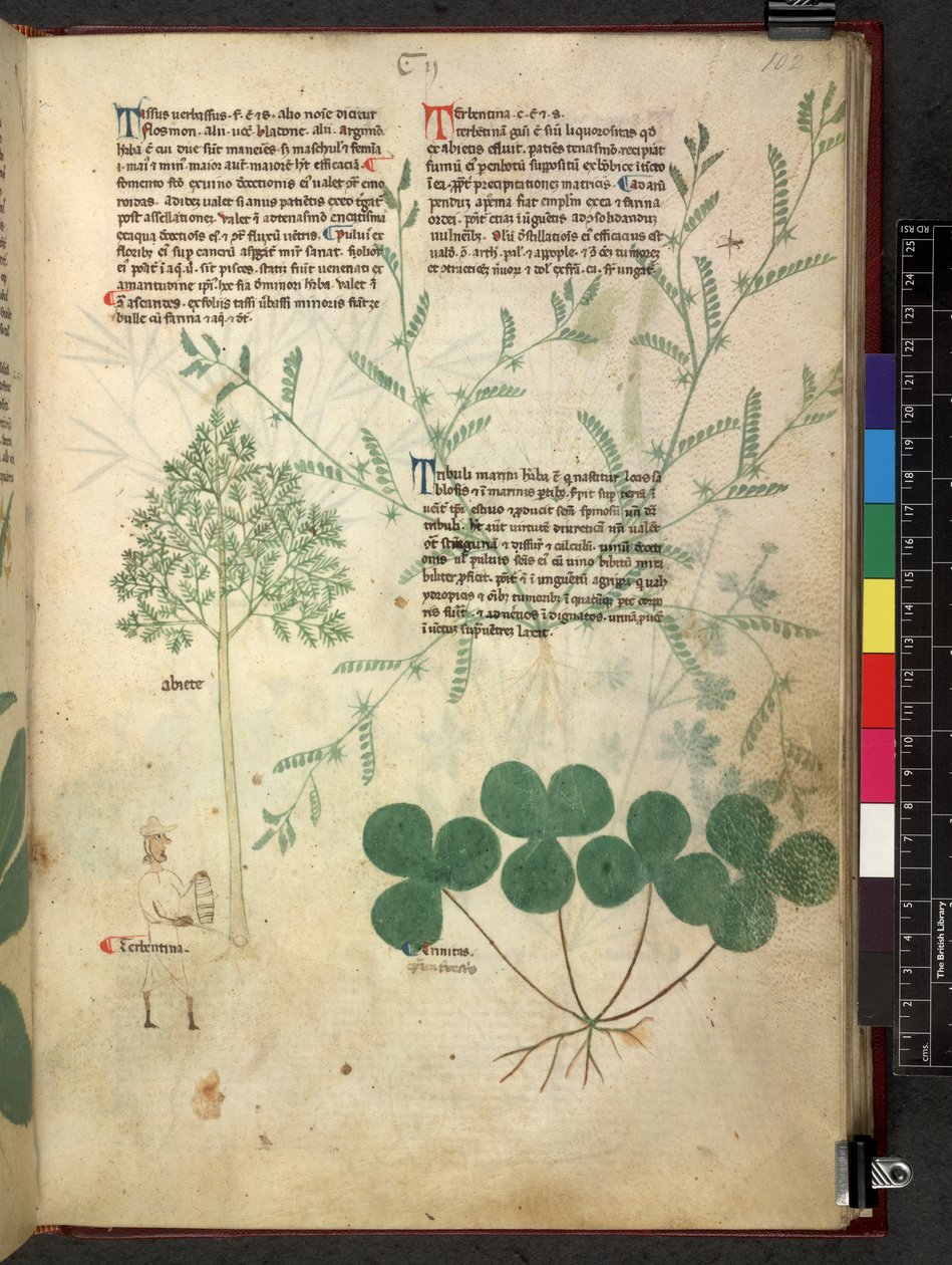 Egerton 747 Tractatus de herbis (bylinný) c.1280-1310 (inkoust a barva na pergamenu) od School Italian