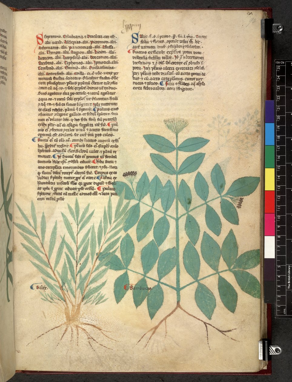 Egerton 747 Tractatus de herbis (bylinný) c.1280-1310 (inkoust a barva na pergamenu) od School Italian