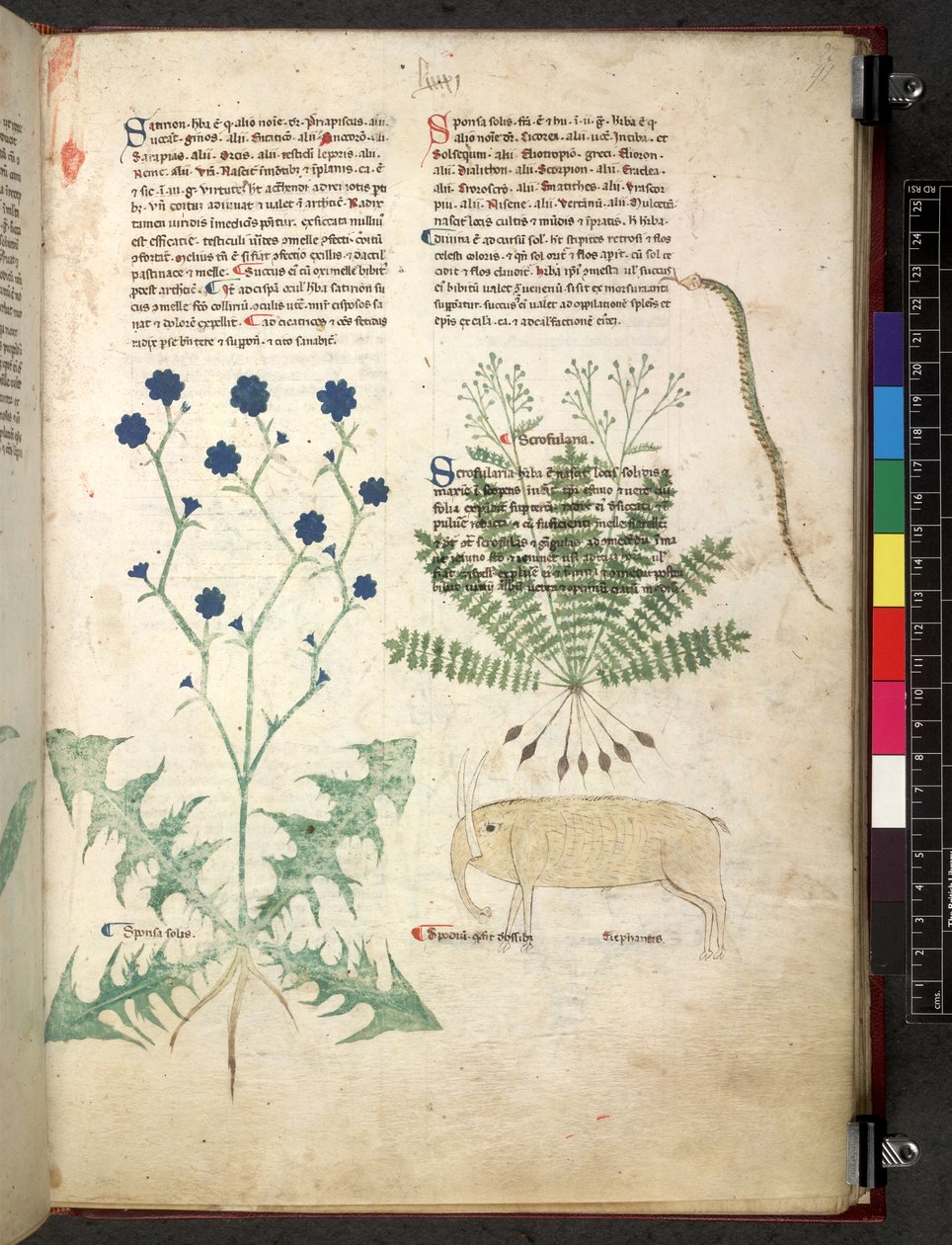 Egerton 747 Tractatus de herbis (bylinný) c.1280-1310 (inkoust a barva na pergamenu) od School Italian