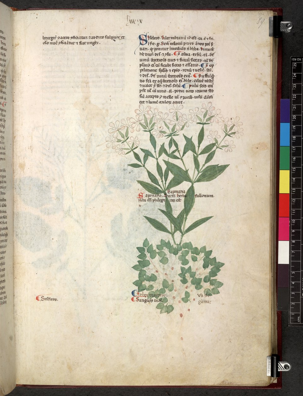 Egerton 747 Tractatus de herbis (bylinný) c.1280-1310 (inkoust a barva na pergamenu) od School Italian