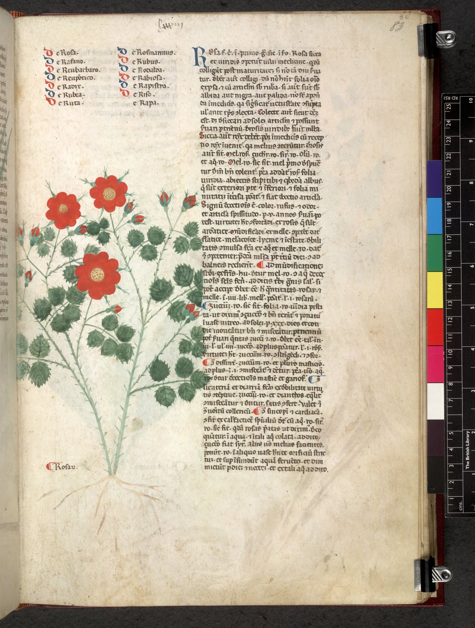 Egerton 747 Tractatus de herbis (bylinný) c.1280-1310 (inkoust a barva na pergamenu) od School Italian