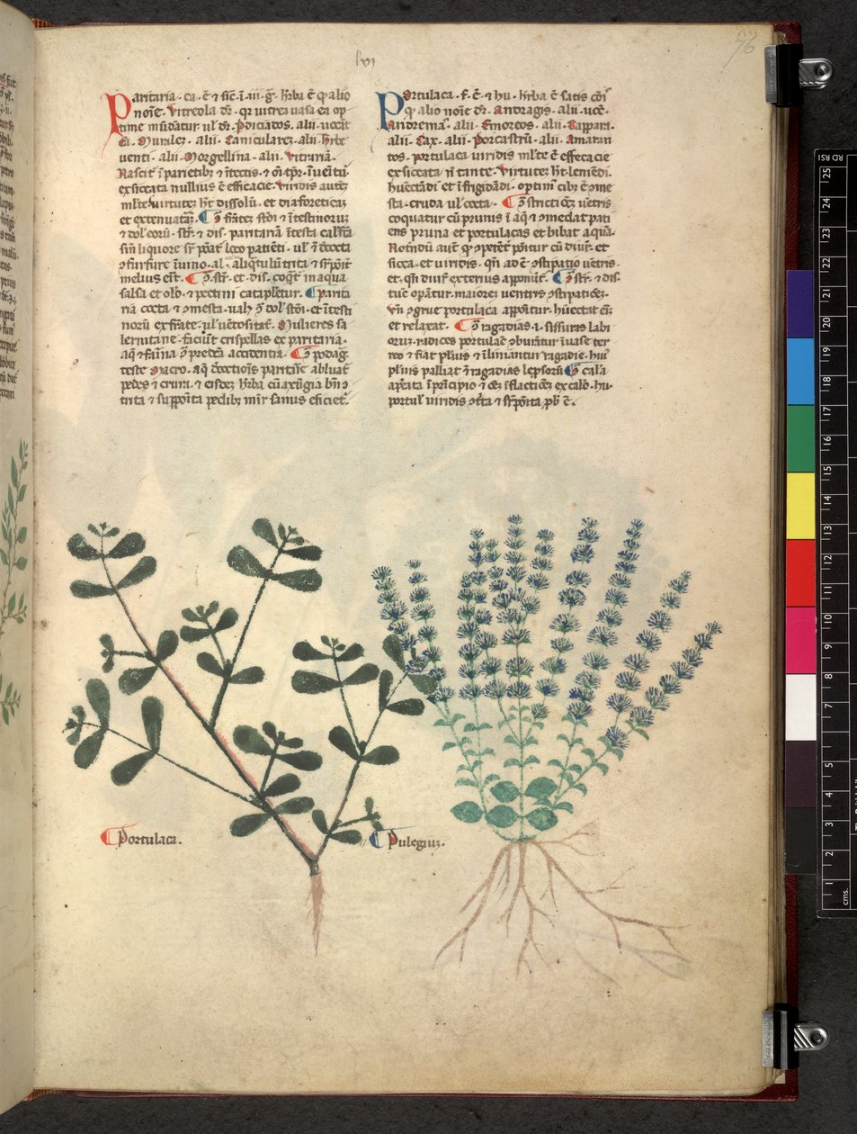 Egerton 747 Tractatus de herbis (bylinný) c.1280-1310 (inkoust a barva na pergamenu) od School Italian