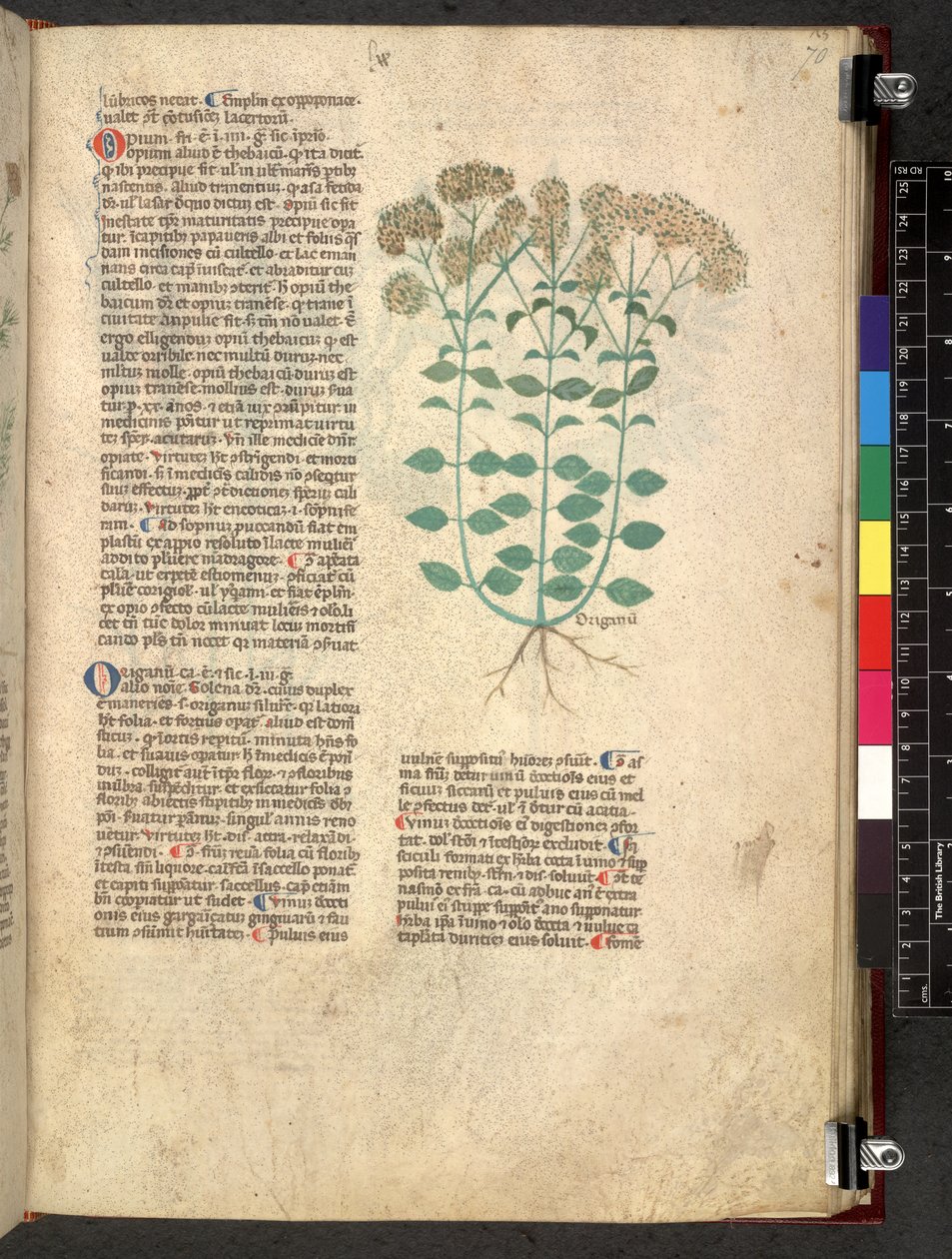 Egerton 747 Tractatus de herbis (bylinný) c.1280-1310 (inkoust a barva na pergamenu) od School Italian