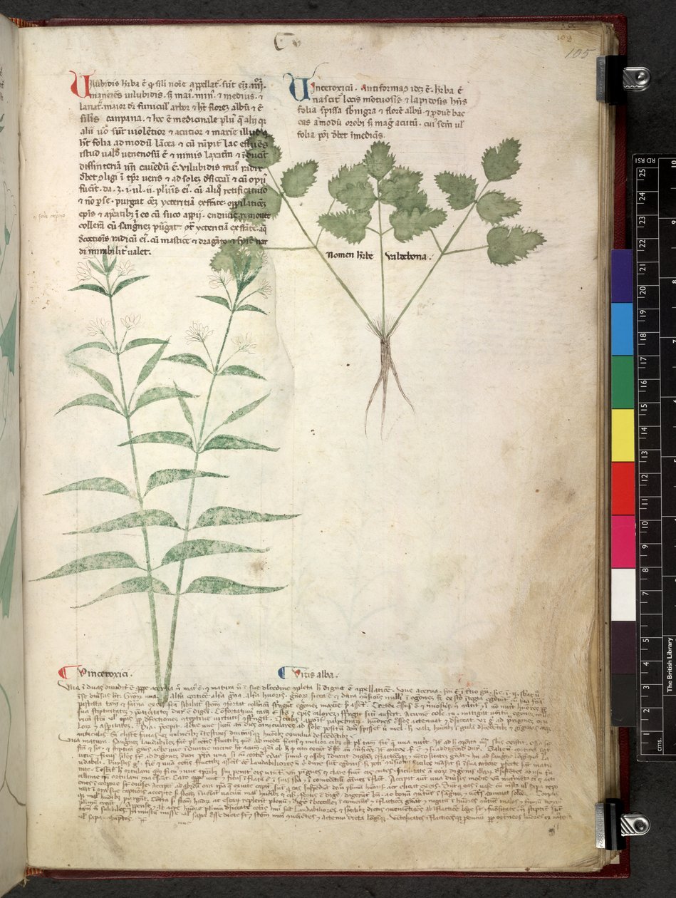 Egerton 747 Tractatus de herbis (bylinný) c.1280-1310 (inkoust a barva na pergamenu) od School Italian