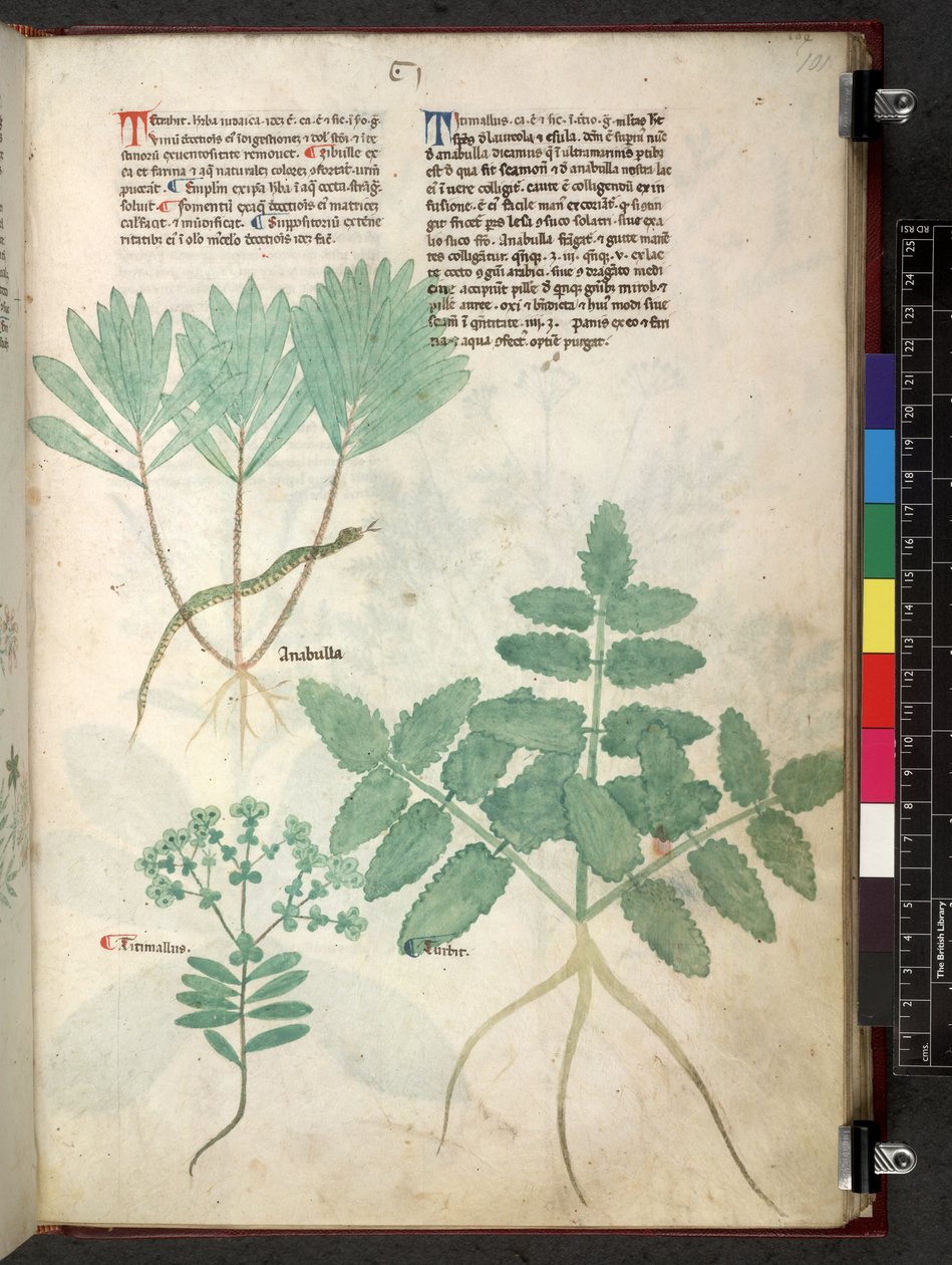 Egerton 747 Tractatus de herbis (bylinný) c.1280-1310 (inkoust a barva na pergamenu) od School Italian