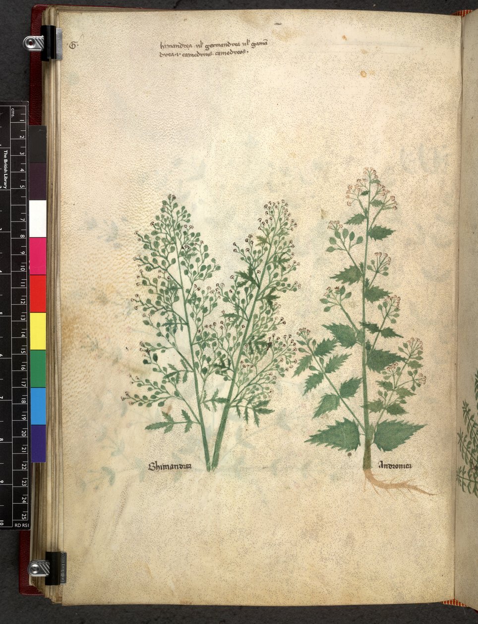 Egerton 747 Tractatus de herbis (bylinný) c.1280-1310 (inkoust a barva na pergamenu) od School Italian