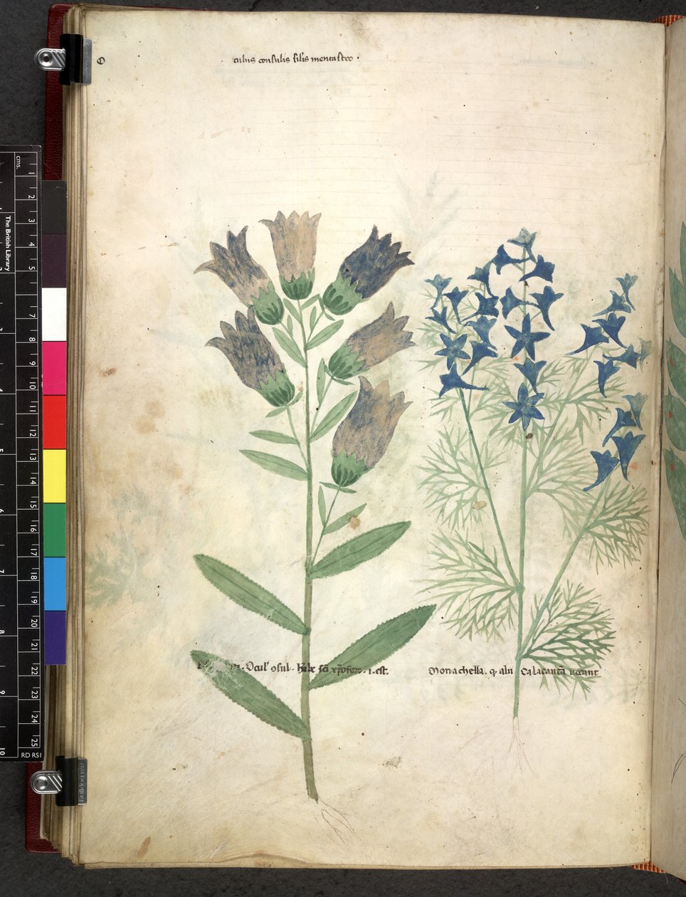 Egerton 747 Tractatus de herbis (bylinný) c.1280-1310 (inkoust a barva na pergamenu) od School Italian