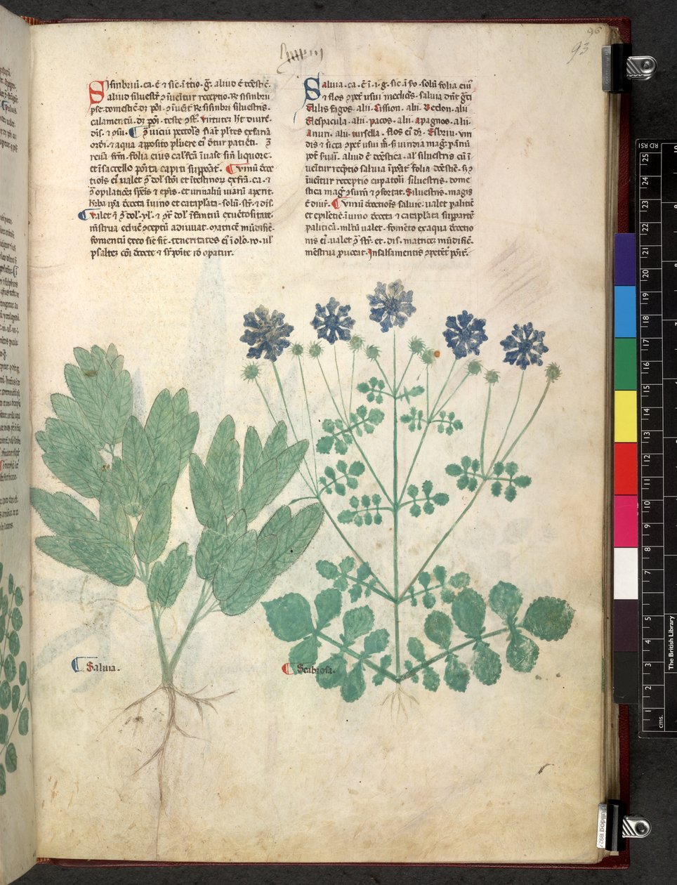Egerton 747 Tractatus de herbis (bylinný) c.1280-1310 (inkoust a barva na pergamenu) od School Italian