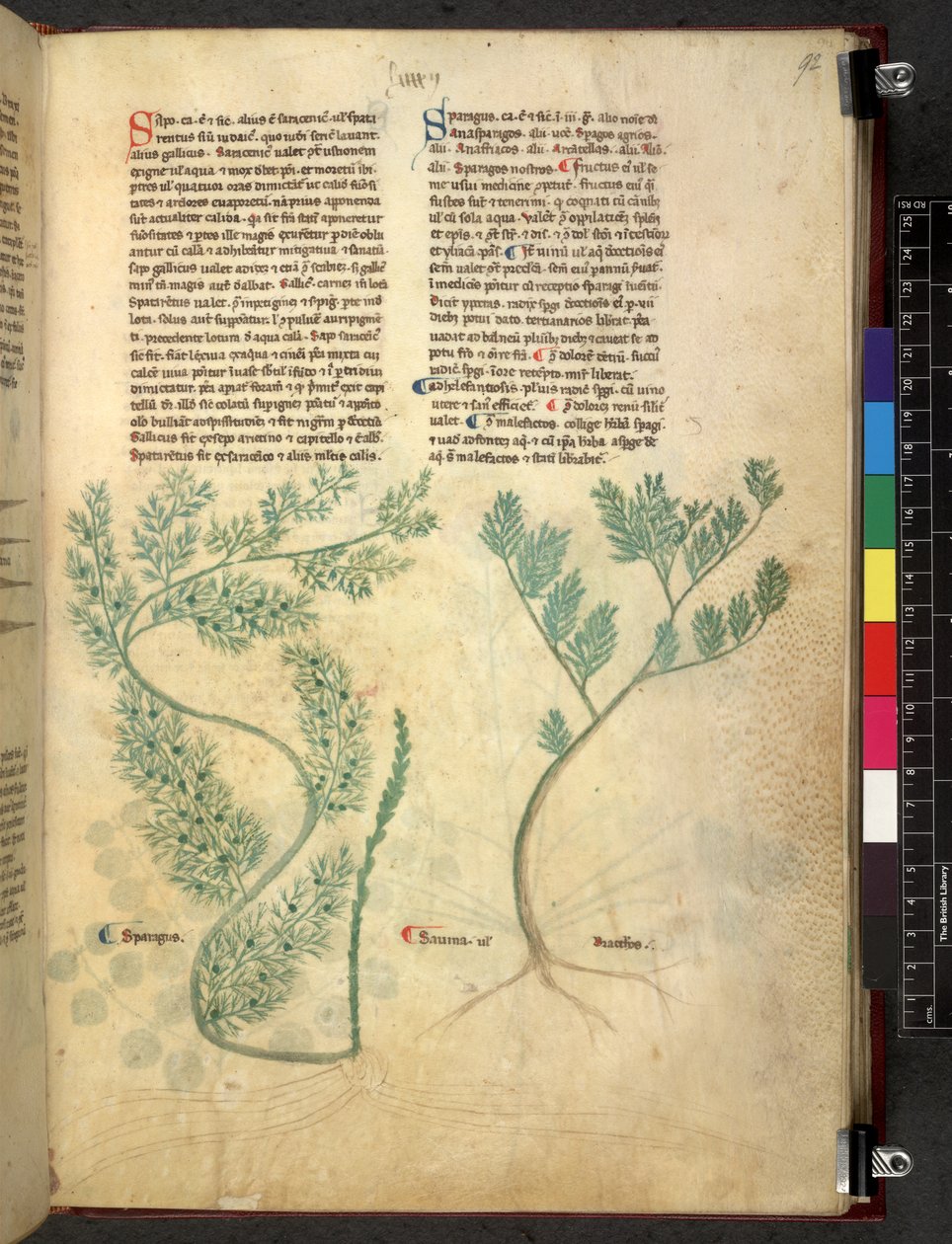 Egerton 747 Tractatus de herbis (bylinný) c.1280-1310 (inkoust a barva na pergamenu) od School Italian