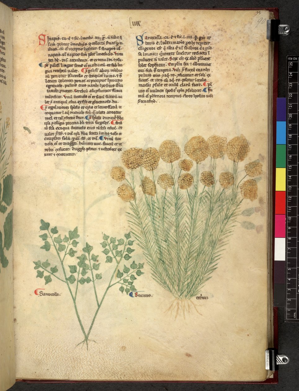 Egerton 747 Tractatus de herbis (bylinný) c.1280-1310 (inkoust a barva na pergamenu) od School Italian