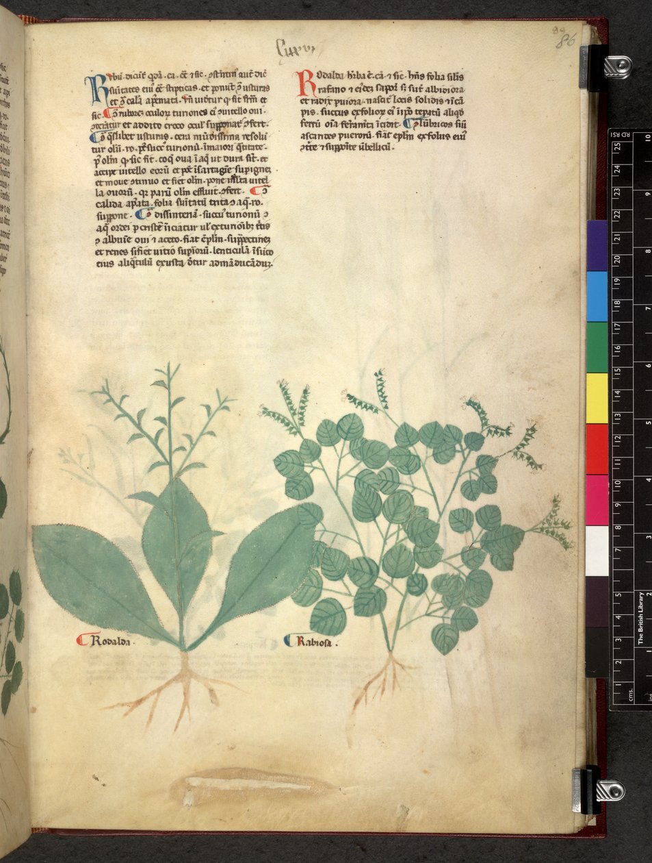Egerton 747 Tractatus de herbis (bylinný) c.1280-1310 (inkoust a barva na pergamenu) od School Italian