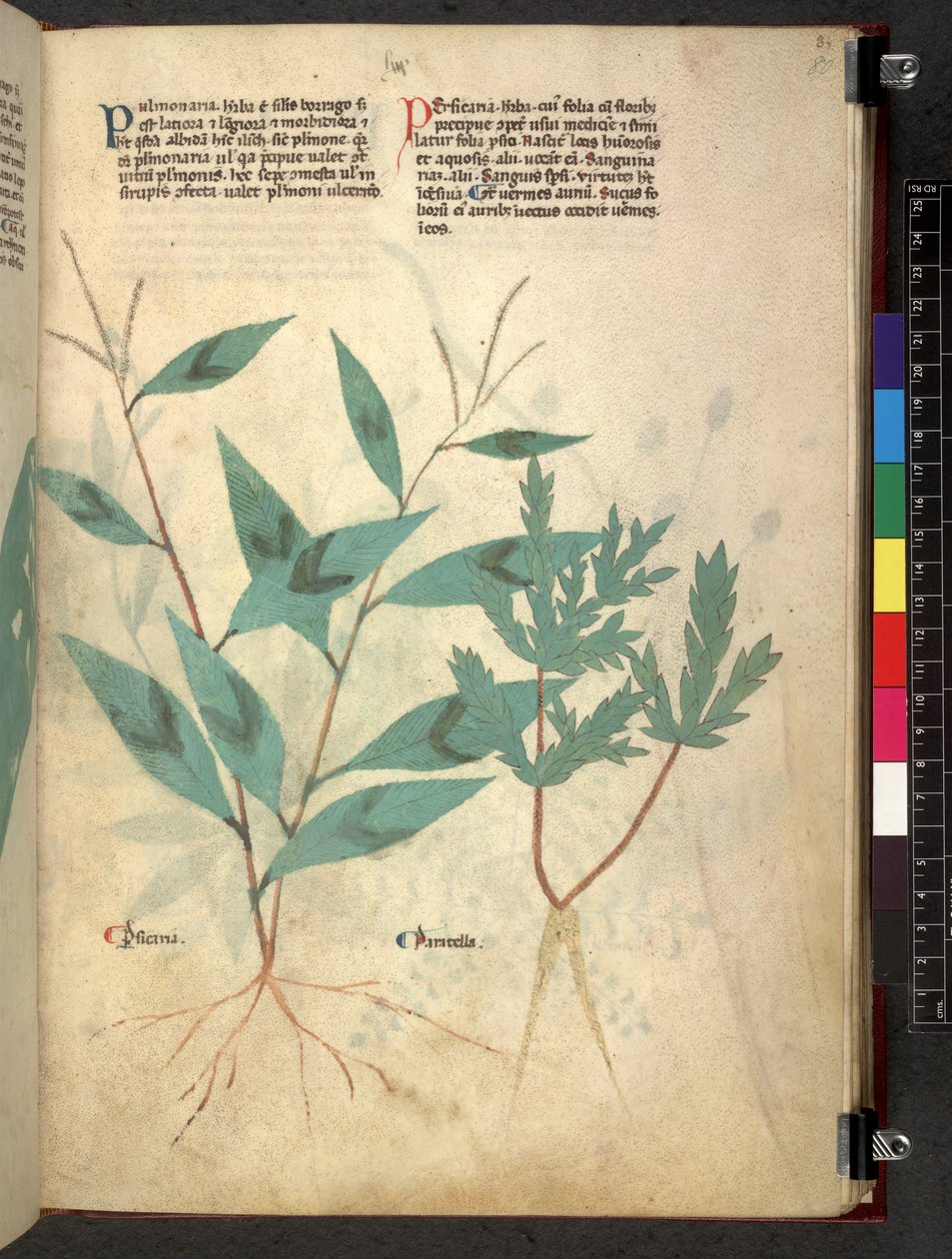 Egerton 747 Tractatus de herbis (bylinný) c.1280-1310 (inkoust a barva na pergamenu) od School Italian