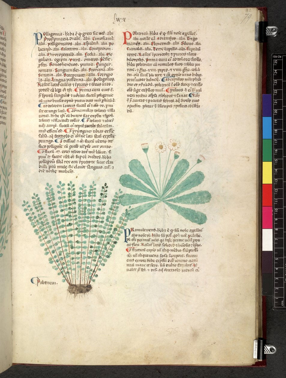 Egerton 747 Tractatus de herbis (bylinný) c.1280-1310 (inkoust a barva na pergamenu) od School Italian