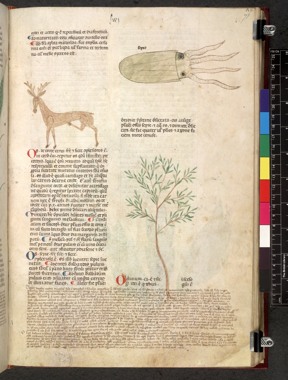 Egerton 747 Tractatus de herbis (bylinný) c.1280-1310 (inkoust a barva na pergamenu) od School Italian