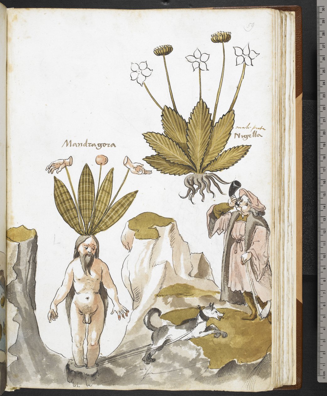 Harley MS 3736 f.59r Mandragora vytahovaná psem, z 