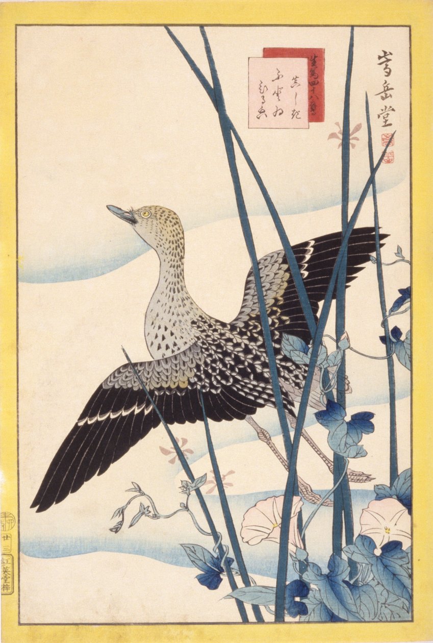 Divoká kachna od School Japanese