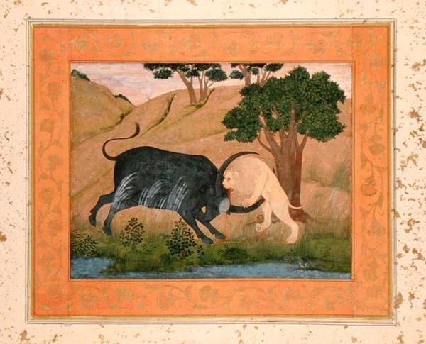 Lev v boji s vodním buvolem z alba Large Clive Album od School Mughal
