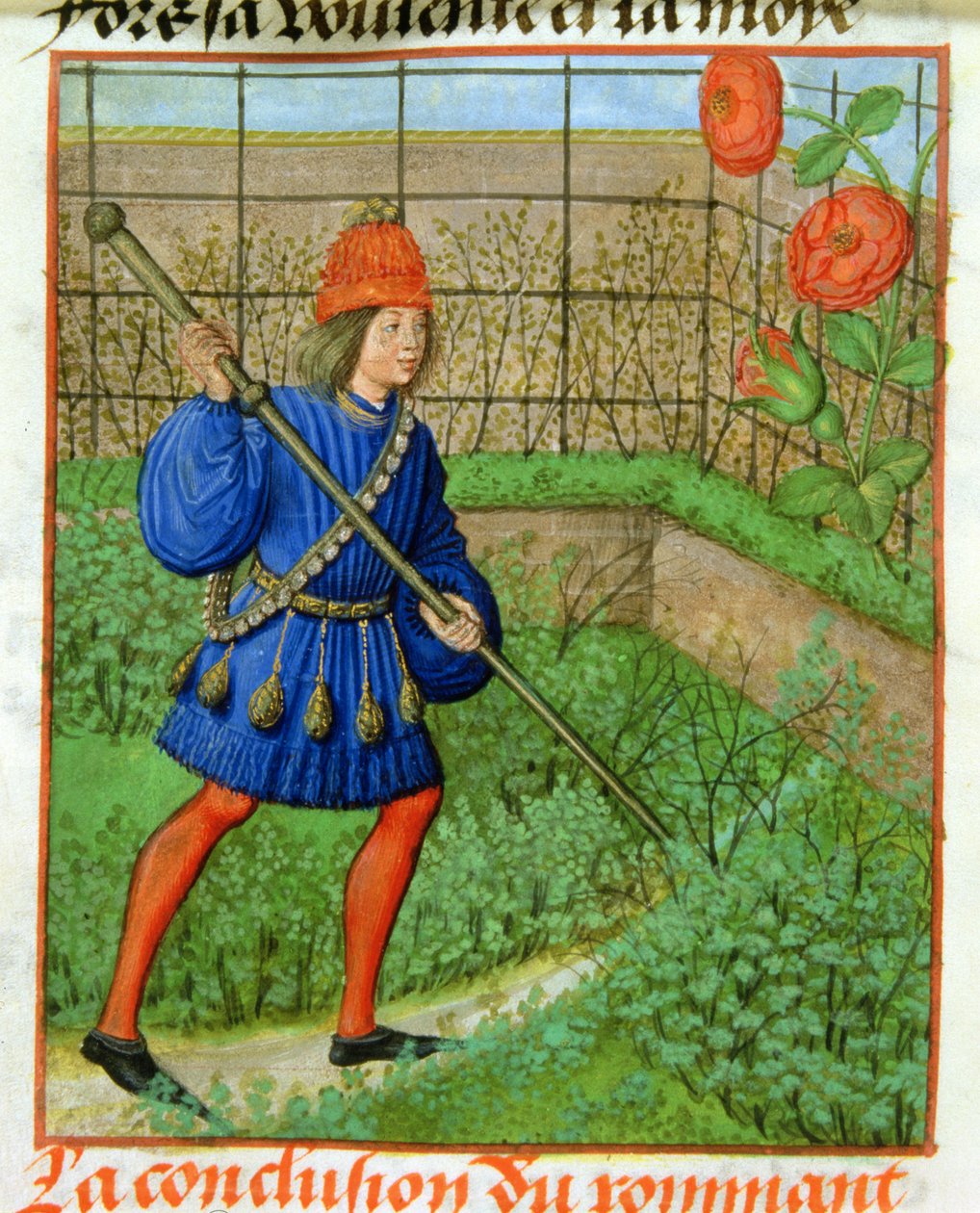 Harl 4425 f.184v Milenec dosáhne růže, z 