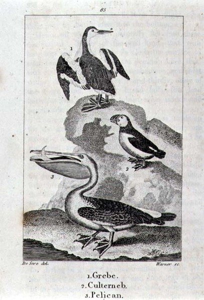 Potápka, Culterneb a Pelikán z Historie Země a animované přírody, Londýn 1816 (rytina na měděném plechu) od School Spanish