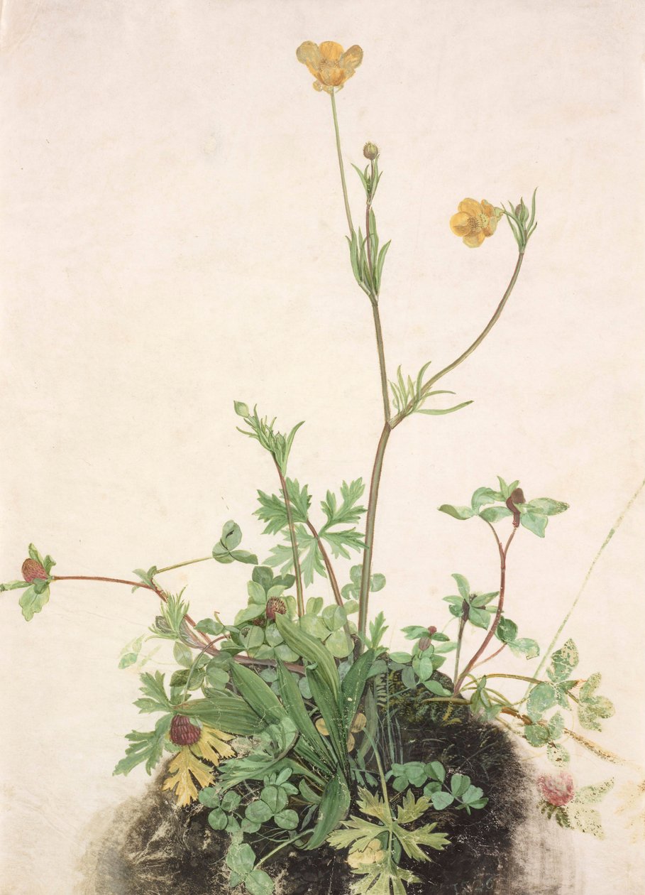 Německy: Buttercups, Red Clover a Plantain Buttercups, Red Clover a Plantain od School of Albrecht Dürer