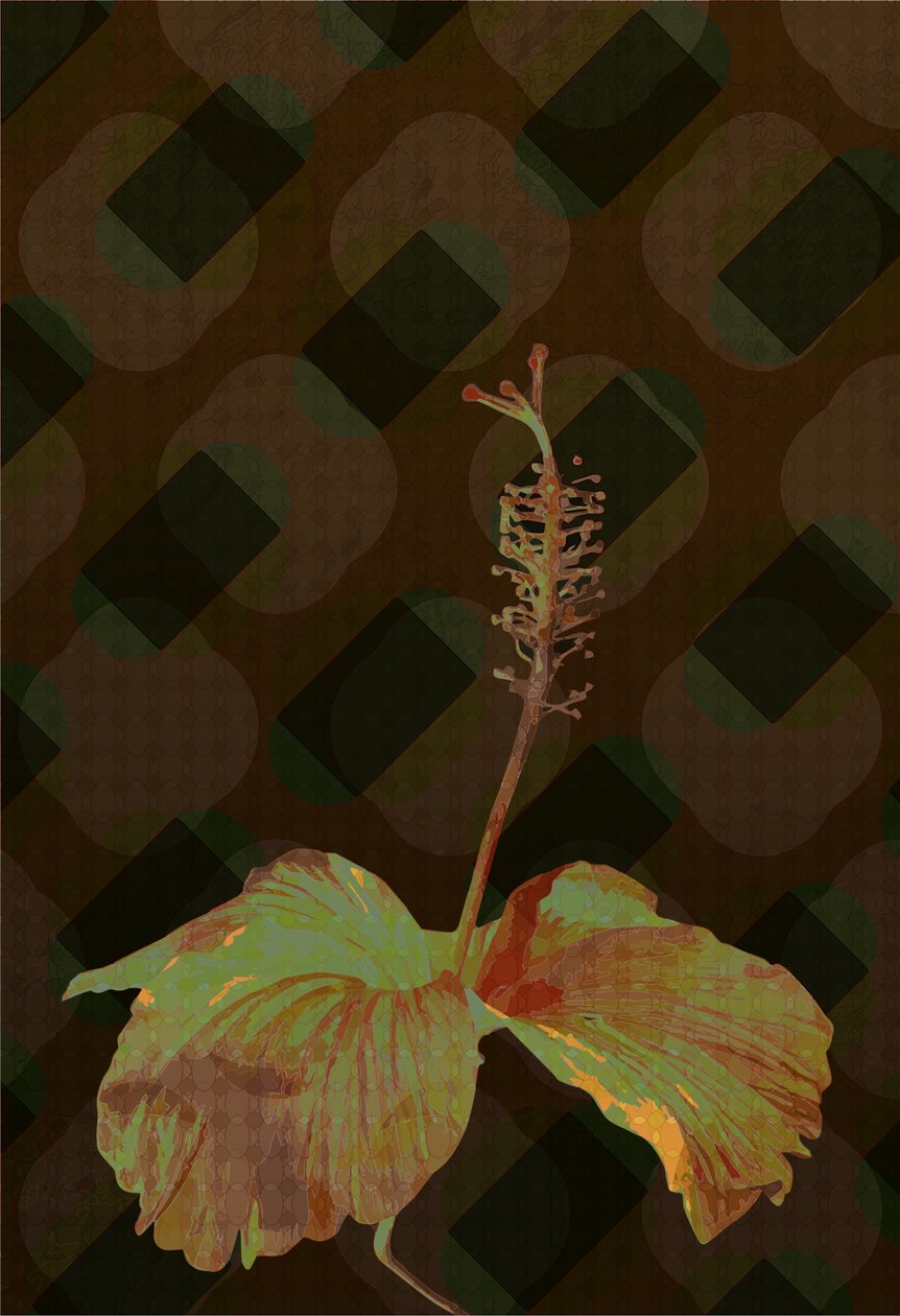 Ibišek, 2 2019 od Scott J. Davis