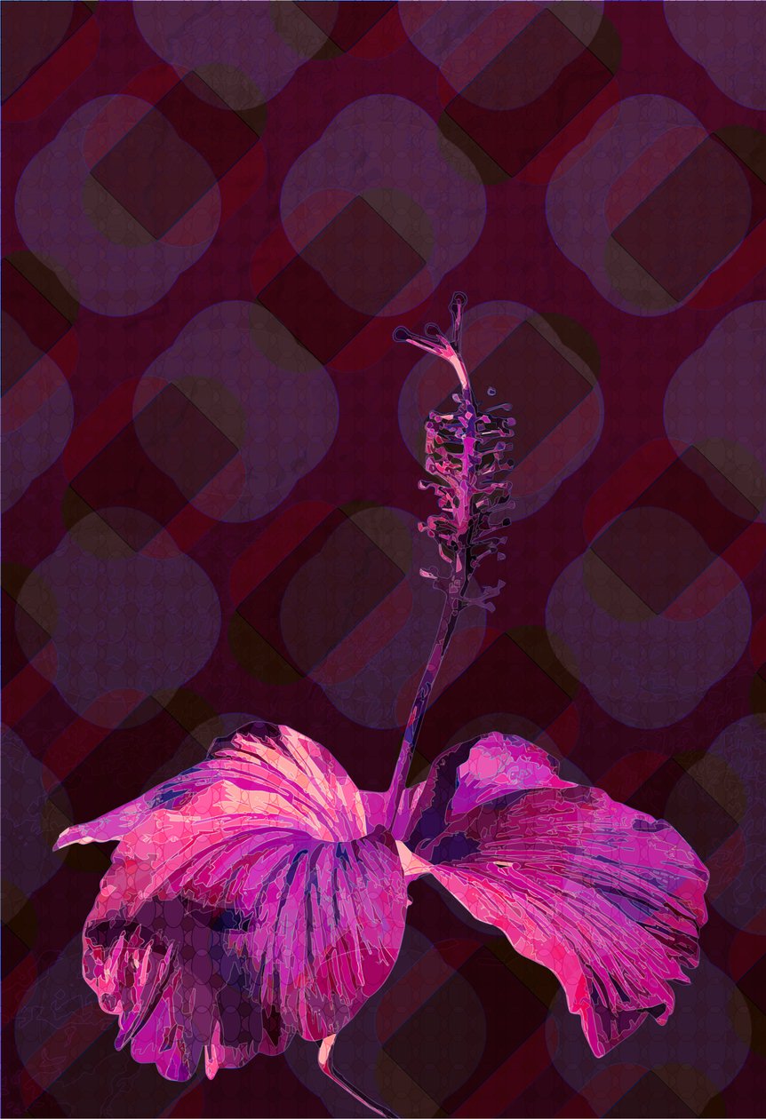 Ibišek3, 2019 od Scott J. Davis