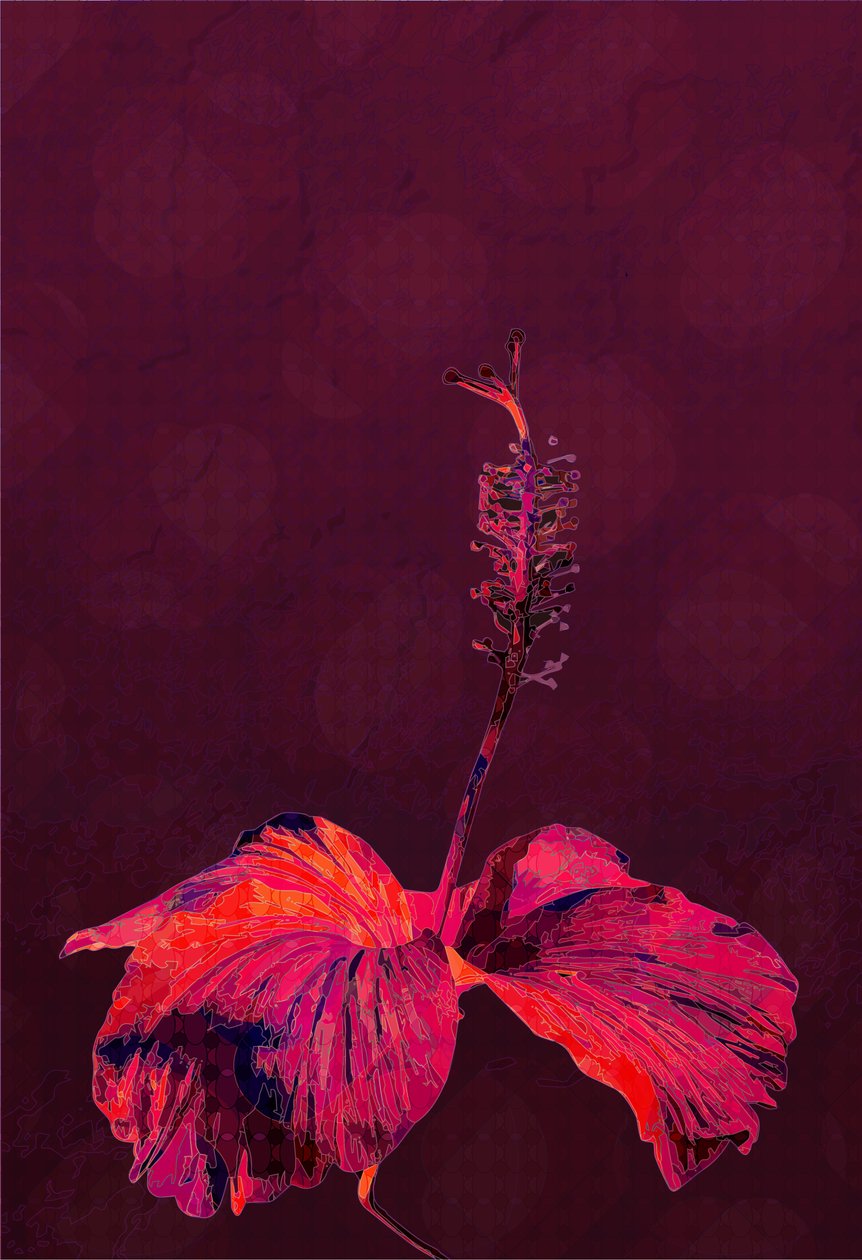 Ibišek, 2019 od Scott J. Davis