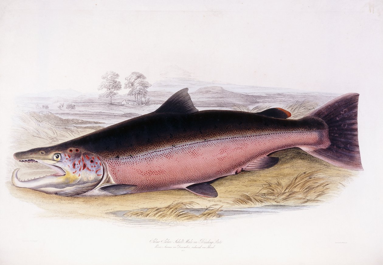 Salmo Salar od Scottish School