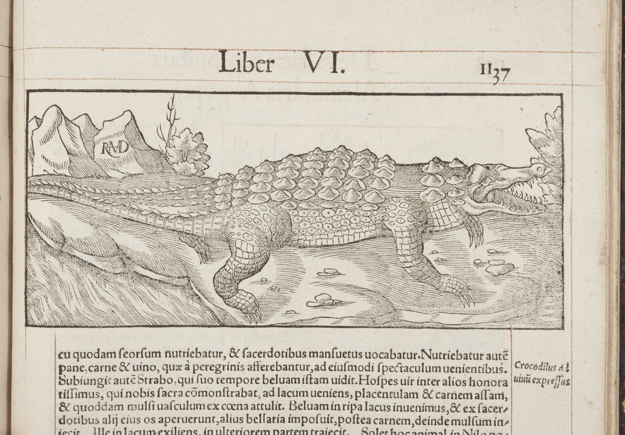 Cosmographia, Fol 1137, 1544 od Sebastian Munster