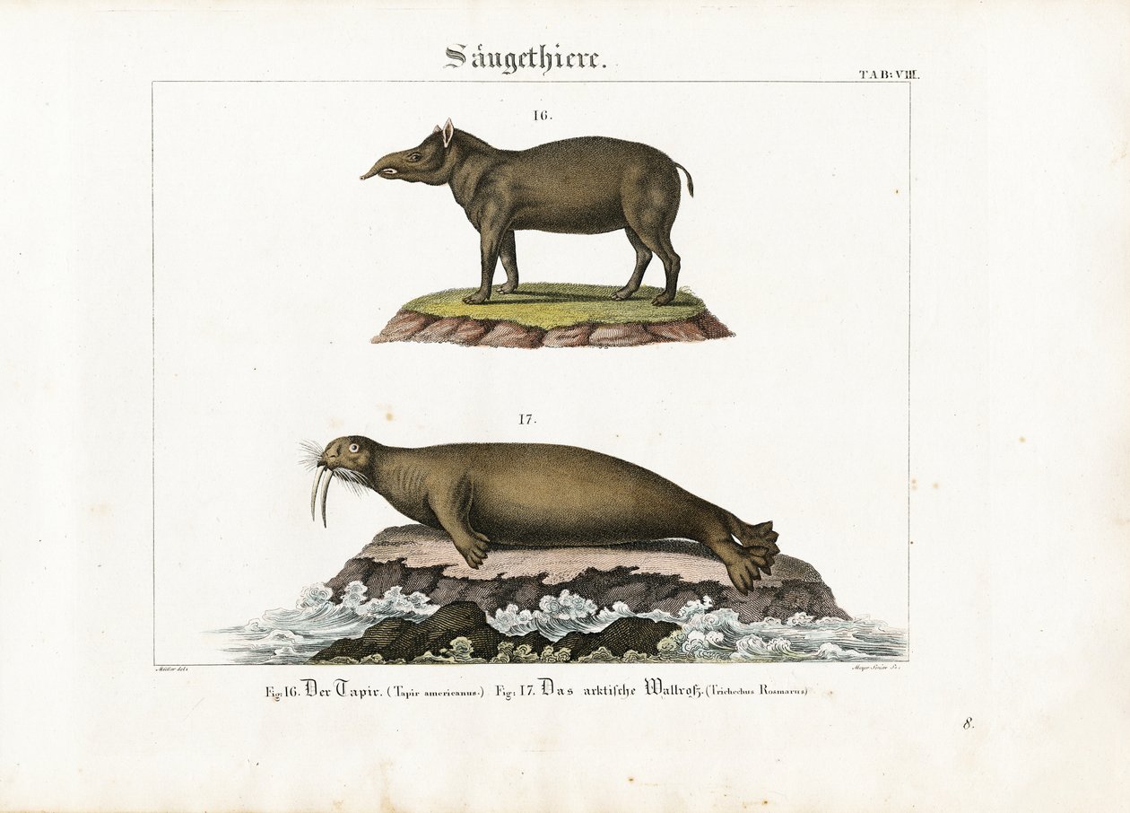 Tapír a mrož arktický od Senior Meyer