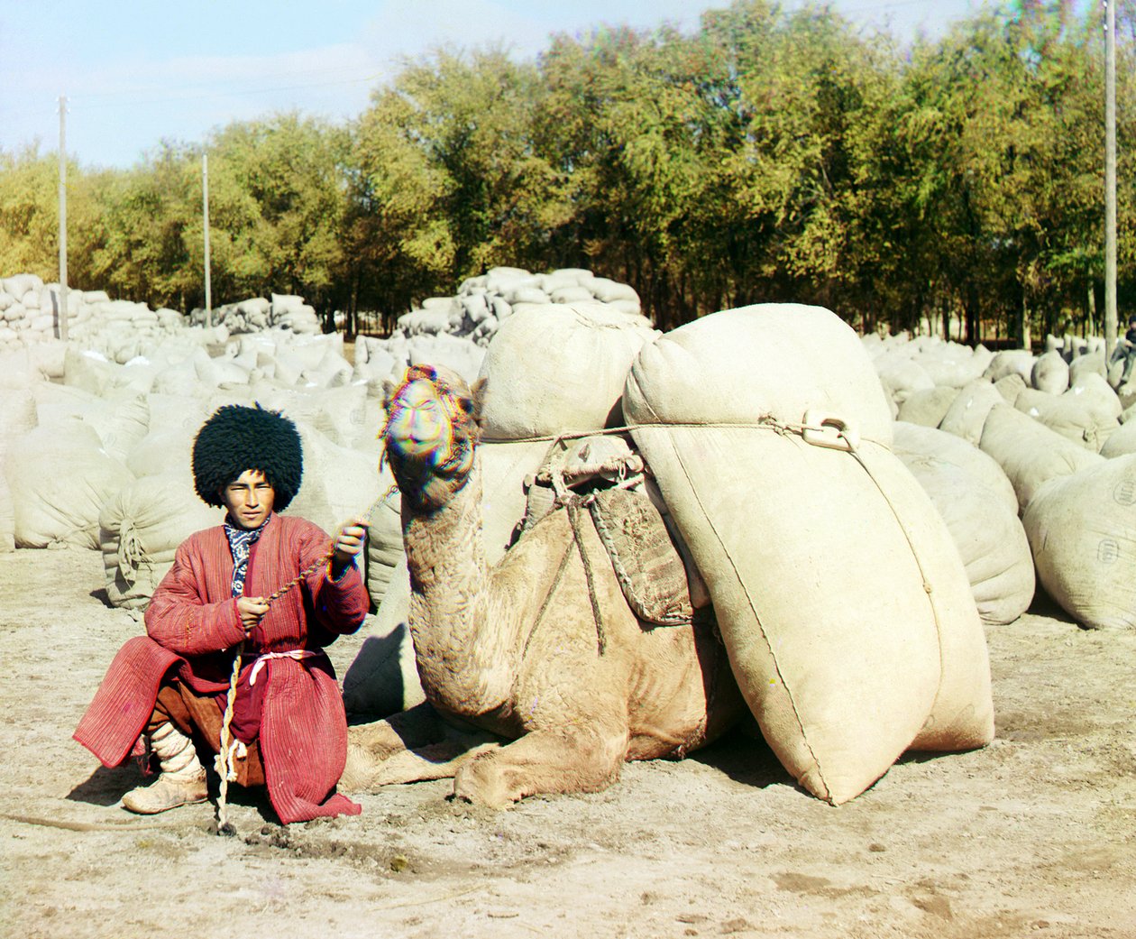Turkmenský muž pózující s velbloudem naloženým pytli bavlny, Střední Asie, Ruská říše, mezi lety 1905 a 1915 od Sergey Prokudin Gorsky