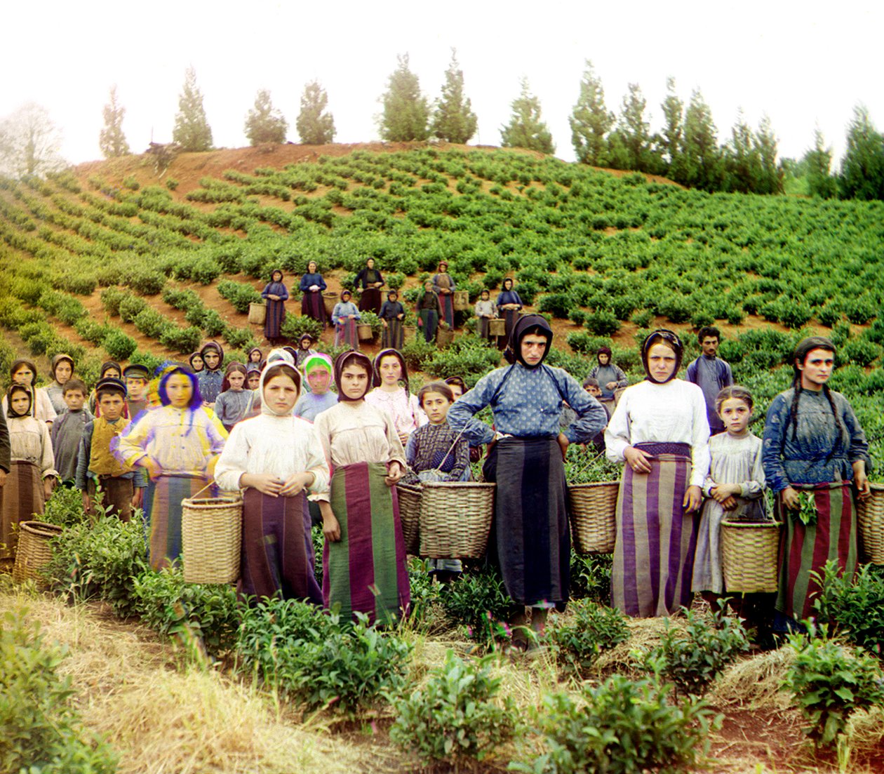 Skupina mladých řeckých žen a dětí sklízejících čaj, Chakva, Ruská říše, mezi lety 1905 a 1915 od Sergey Prokudin Gorsky
