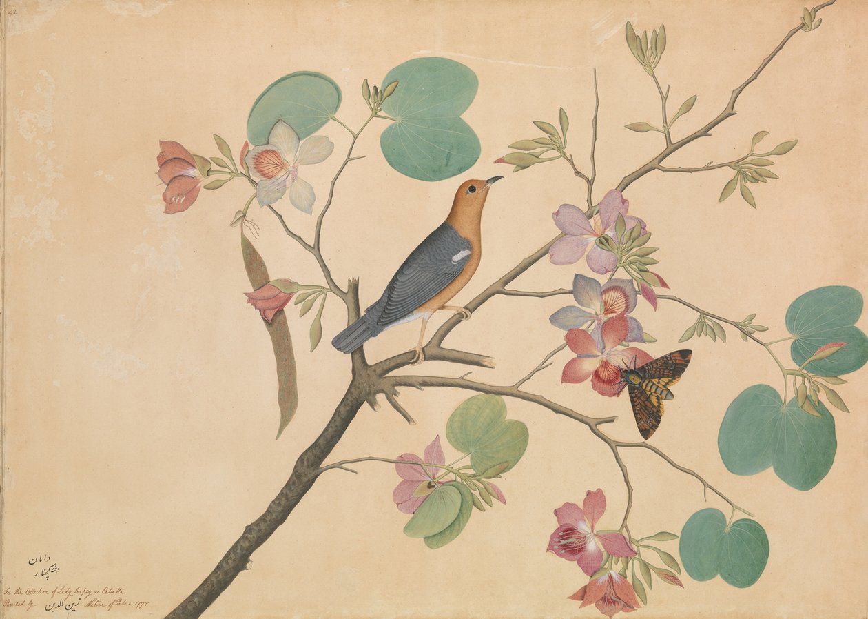 Drozd oranžovohlavý a můra smrtka na větvi fialové ebenové orchideje, 1778 od Shaikh Zain ud Din