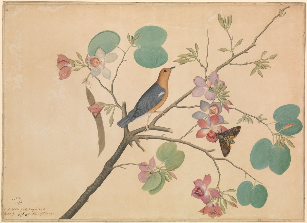 Sysel oranžovohlavý a můra smrtka na větvi ebenové orchideje od Shaikh Zain ud Din (fl.1777 83)