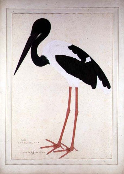 Čáp černokrký, Xenorhynchus Asiaticus, malovaný pro lady Impey v Kalkatě od Shaikh Zain ud Din (fl.1777 83)
