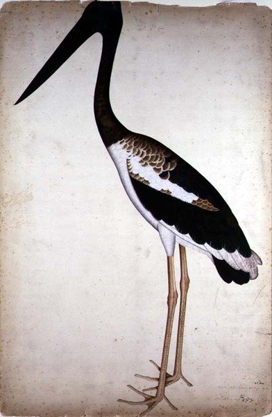 Čáp černokrký, Xenorhynchus Asiaticus, malovaný pro lady Impey v Kalkatě, kolem roku 1780 (kvaš na papíře) od Shaikh Zain ud Din (fl.1777 83)